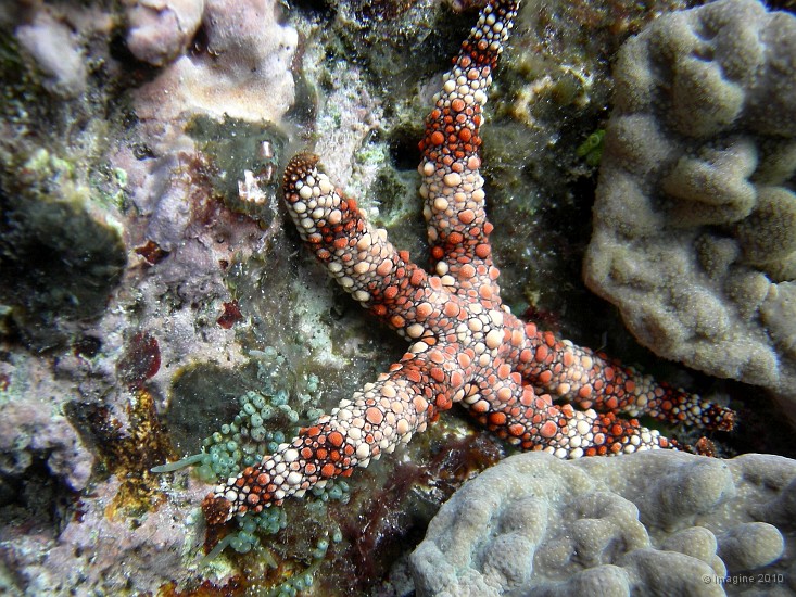 69- Etoile de mer ou asterie - Gadji.JPG